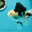 A Grade Royal Tricolor Oranda Male 5.5 inches #110124OR_20