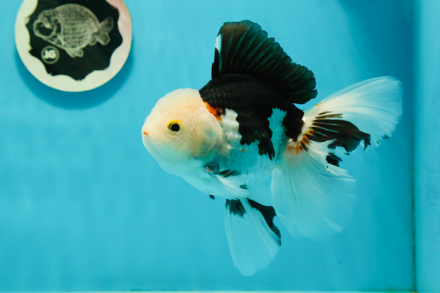 A Grade Royal Tricolor Oranda Male 5.5 inches #110124OR_20