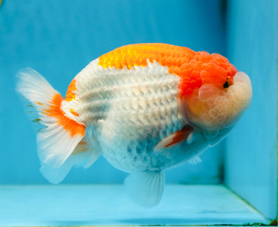 AAA Grade Red White LionKing 5.5-6 inches #081525LC_01