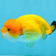 Orange Lionchu Female 3.5 inches #0920LC_15