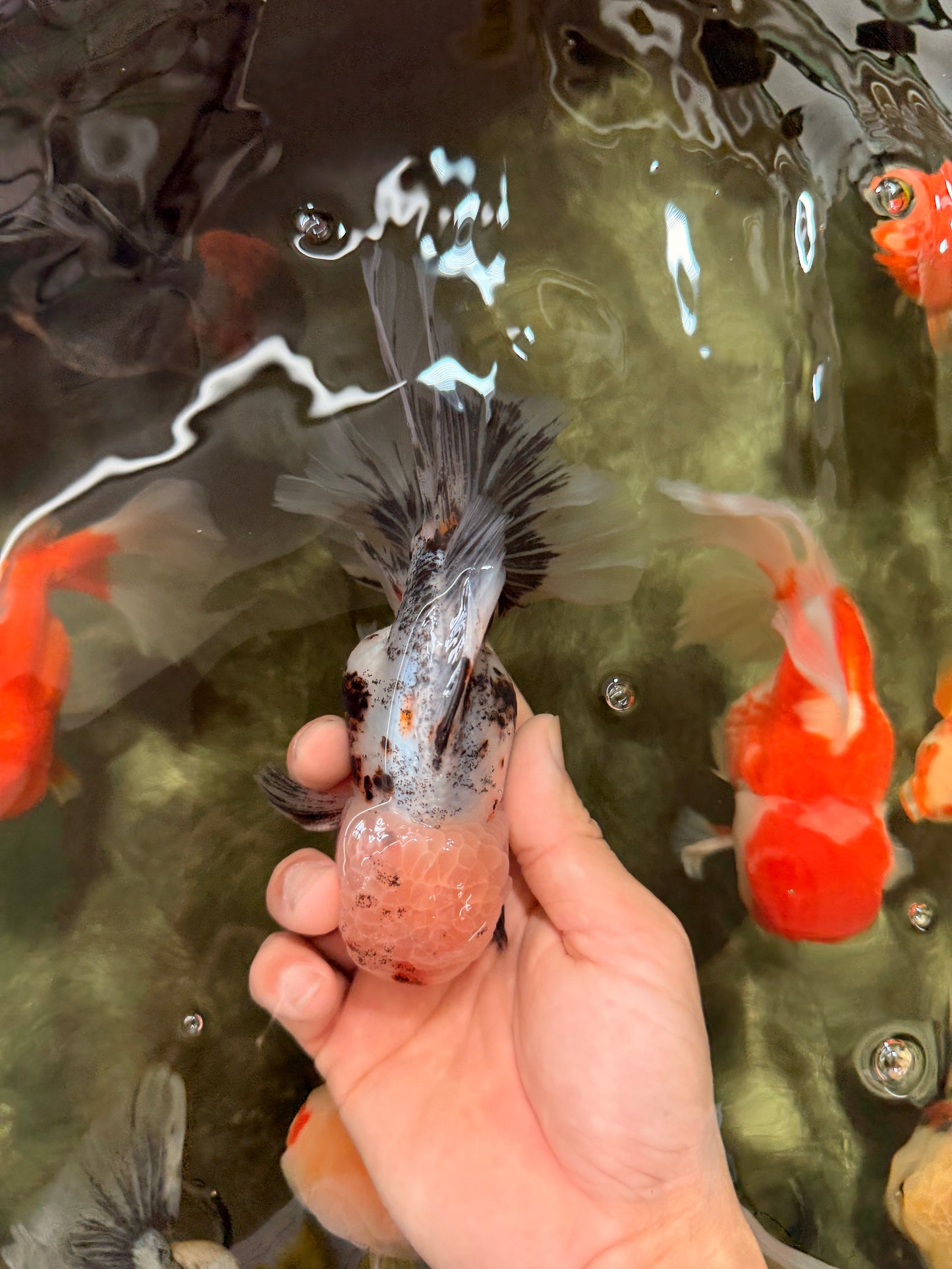 AAA Grade Calico Oranda Male 6-6.5 inches #070626OR_16