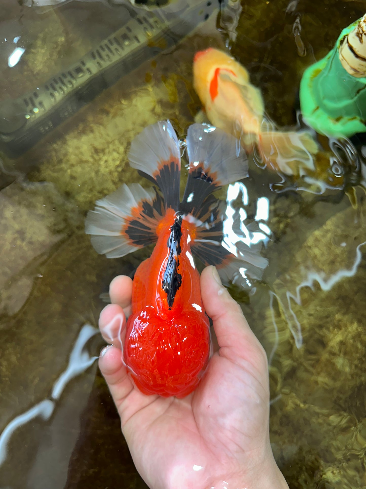 AAA Grade Young Godzilla Apache Oranda Male 6 inches #081525OR_09