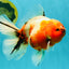 A Grade Sakura Oranda Male 6.5-7 inches #080726OR_15