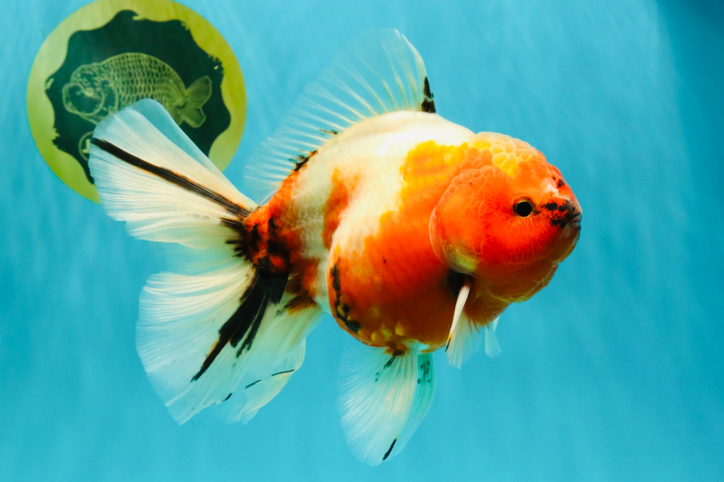 A Grade Sakura Oranda Male 6.5-7 inches #080726OR_15