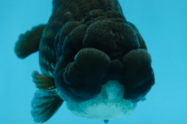 A Grade BIG WEN Black LionKing 4-4.5 inches #062025LC_09