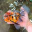 A Grade Calico Oranda Male 6.5-7 inches #082126OR_14