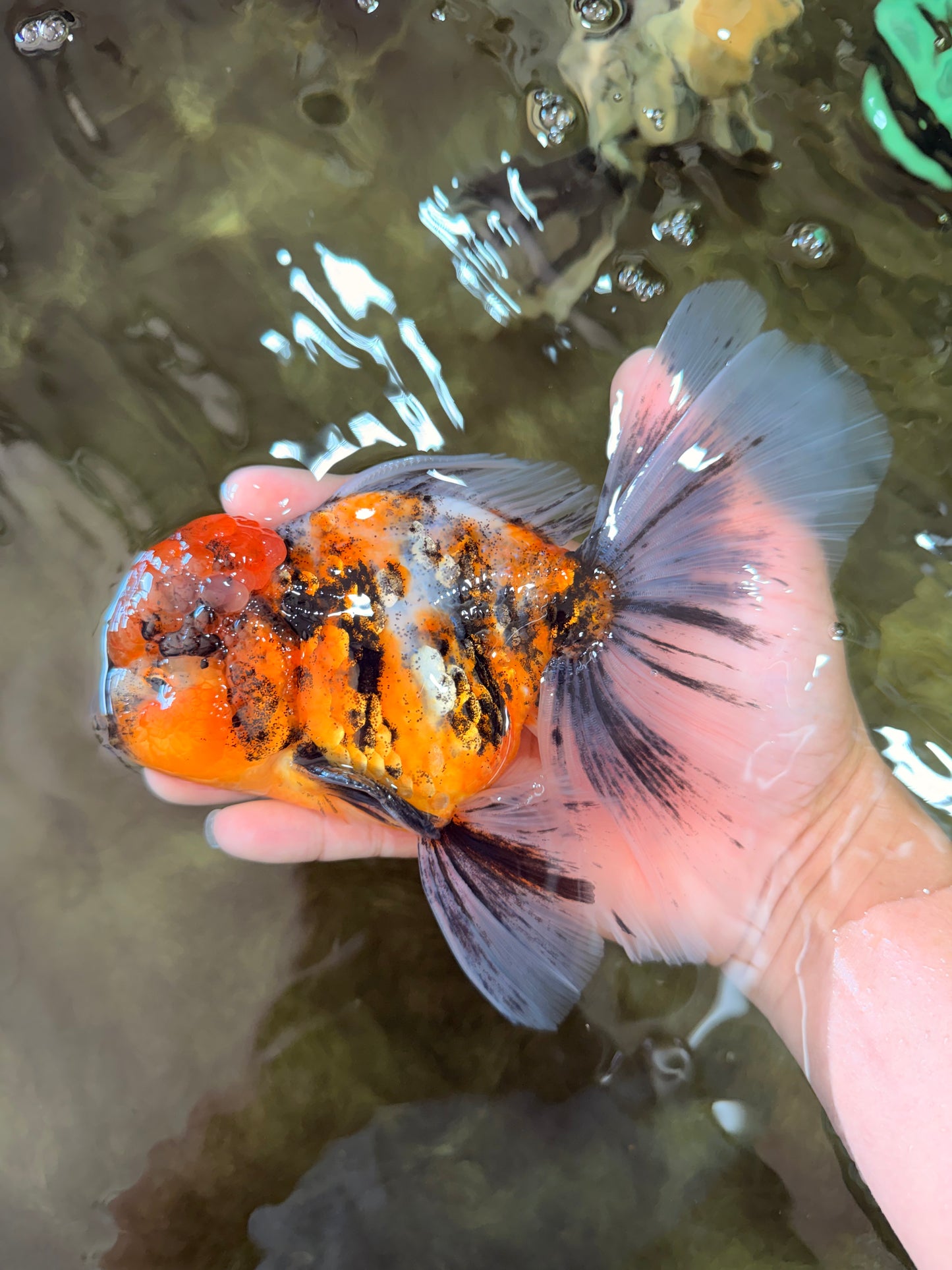A Grade Calico Oranda Male 6.5-7 inches #082126OR_14
