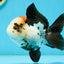 A Grade Tricolor Oranda Female 4.5-5 inches #120624OR_10