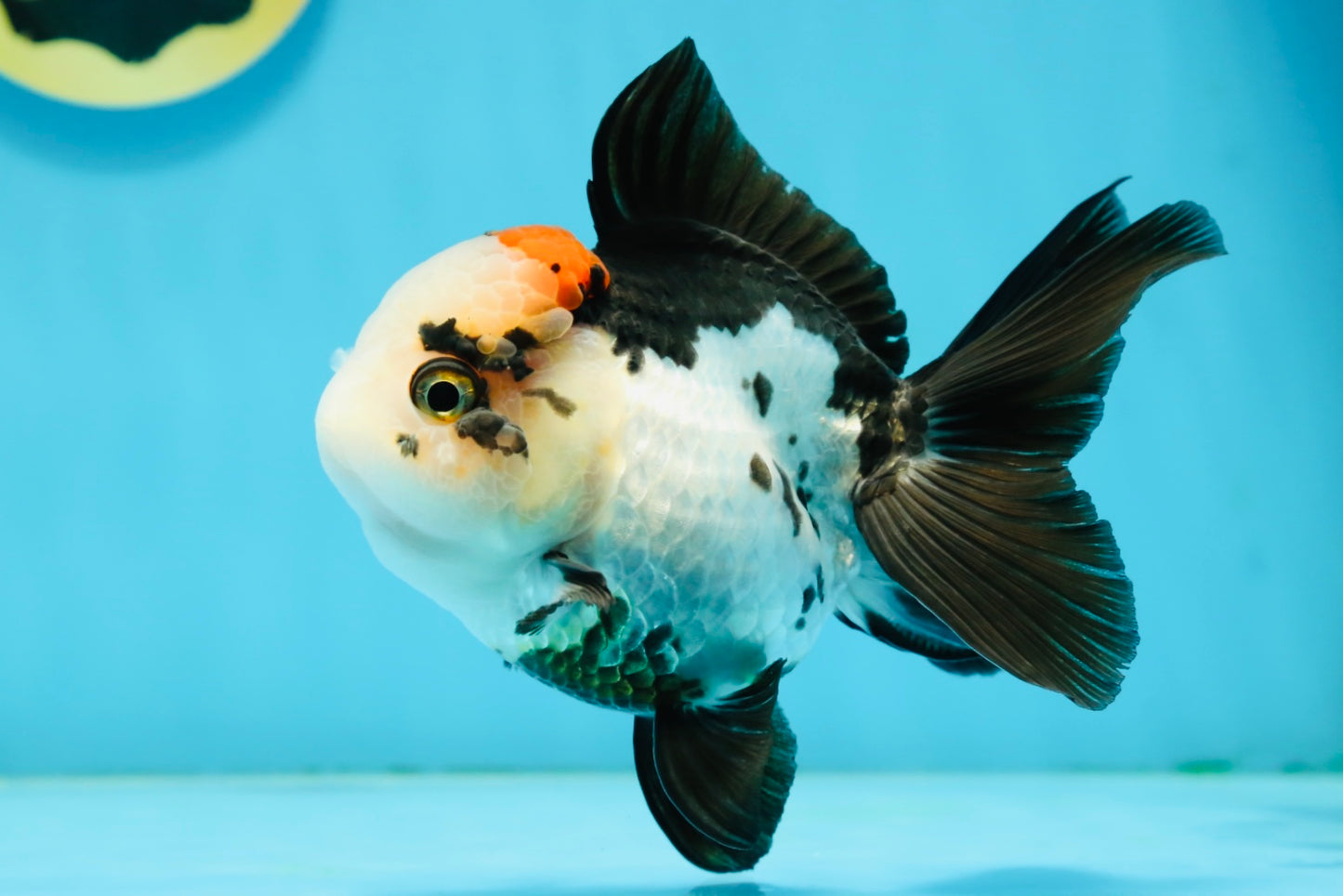 A Grade Tricolor Oranda Female 4.5-5 inches #120624OR_10