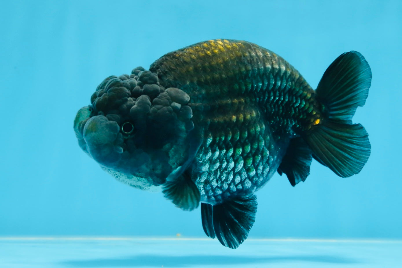 A Grade BIG WEN Black Blue LionQueen 4.5 inches #072525LC_01