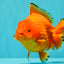 PUMPKIN AAA Grade Red Yuanbao Male 6 inches #101626YB_29
