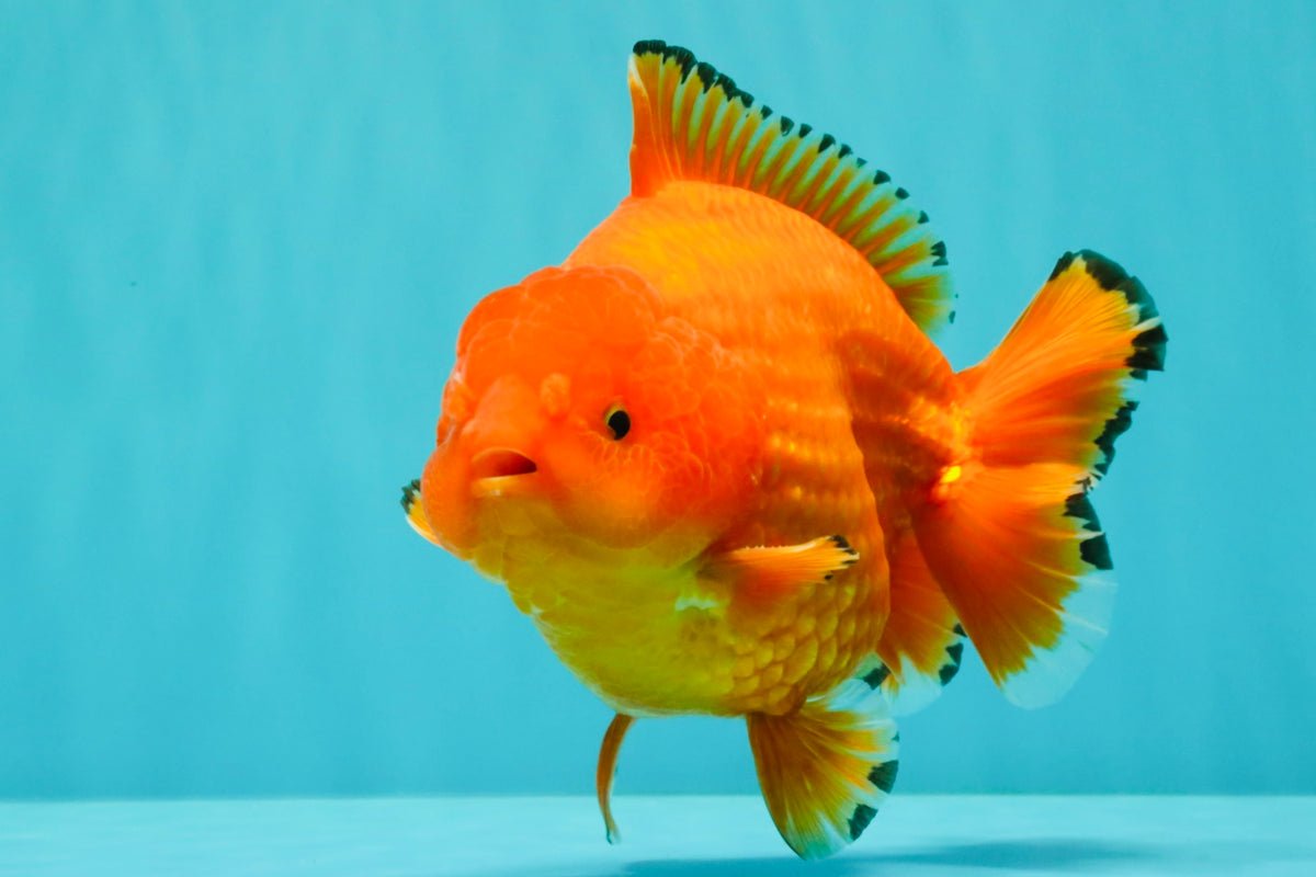 PUMPKIN AAA Grade Red Yuanbao Male 6 inches #101626YB_29