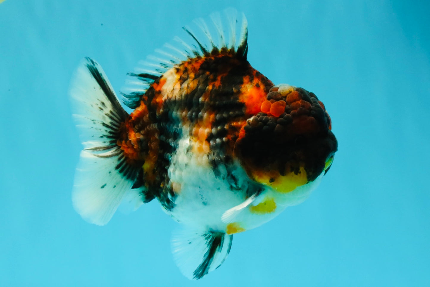 UNIQUE AAA Grade Special Tiger Yuanbao Male 5-5.5 inches #031326YB_23