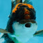 A Grade Lava Head Tricolor Oranda Male 5-5.5 inches #020725OR_31