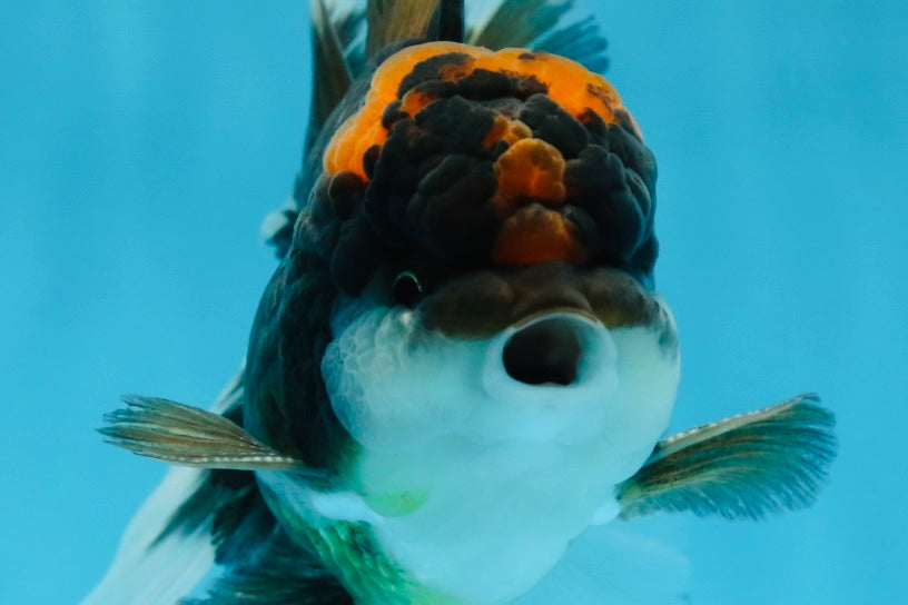 A Grade Lava Head Tricolor Oranda Male 5-5.5 inches #020725OR_31