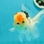 AAA Grade Lemonhead Tricolor Button Eyes Oranda Male 5 inches #111524OR_23