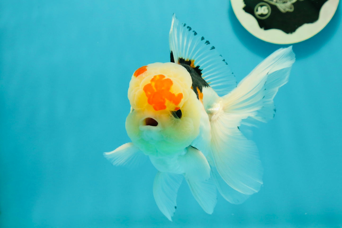 AAA Grade Lemonhead Tricolor Button Eyes Oranda Male 5 inches #111524OR_23