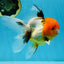Tricolor Oranda Female 5-5.5 inches #070425OR_20