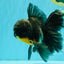 BATMAN AAA Grade Kirin Oranda Male 6.5 inches #080726OR_14