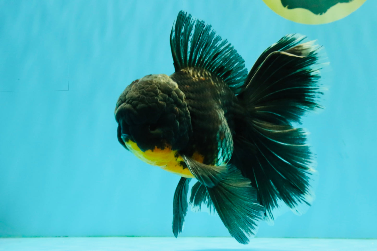 BATMAN AAA Grade Kirin Oranda Male 6.5 inches #080726OR_14