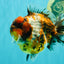 AAA Grade Calico Tiger Yuanbao Male 4.5 inches #100226YB_07
