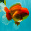 A Grade Strong Body Structure Red White Oranda Male 5-5.5 inches #062626OR_27