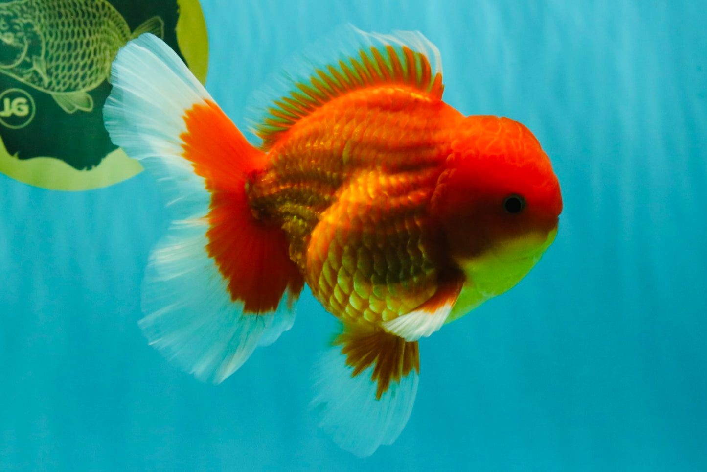 A Grade Strong Body Structure Red White Oranda Male 5-5.5 inches #062626OR_27