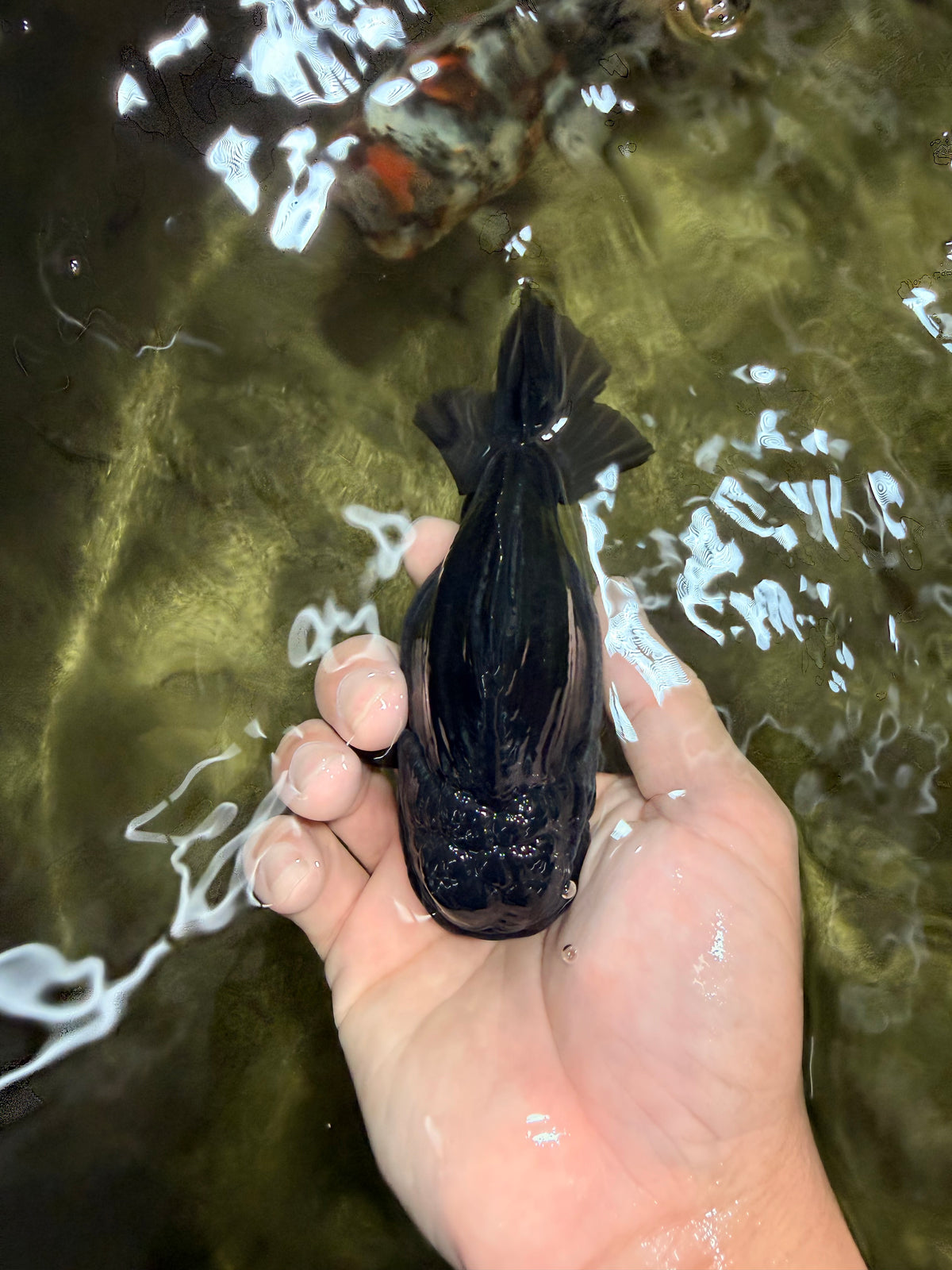 AAA Grade Black Yuanbao Female 4.5 inches #100226YB_11