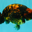 CHUBBY AAA Grade Tiger Ranchu Male 5.5-6 inches #101626RC_27