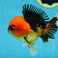 A Grade Super Mario Apache Oranda Male 5-5.5 inches #081525OR_23