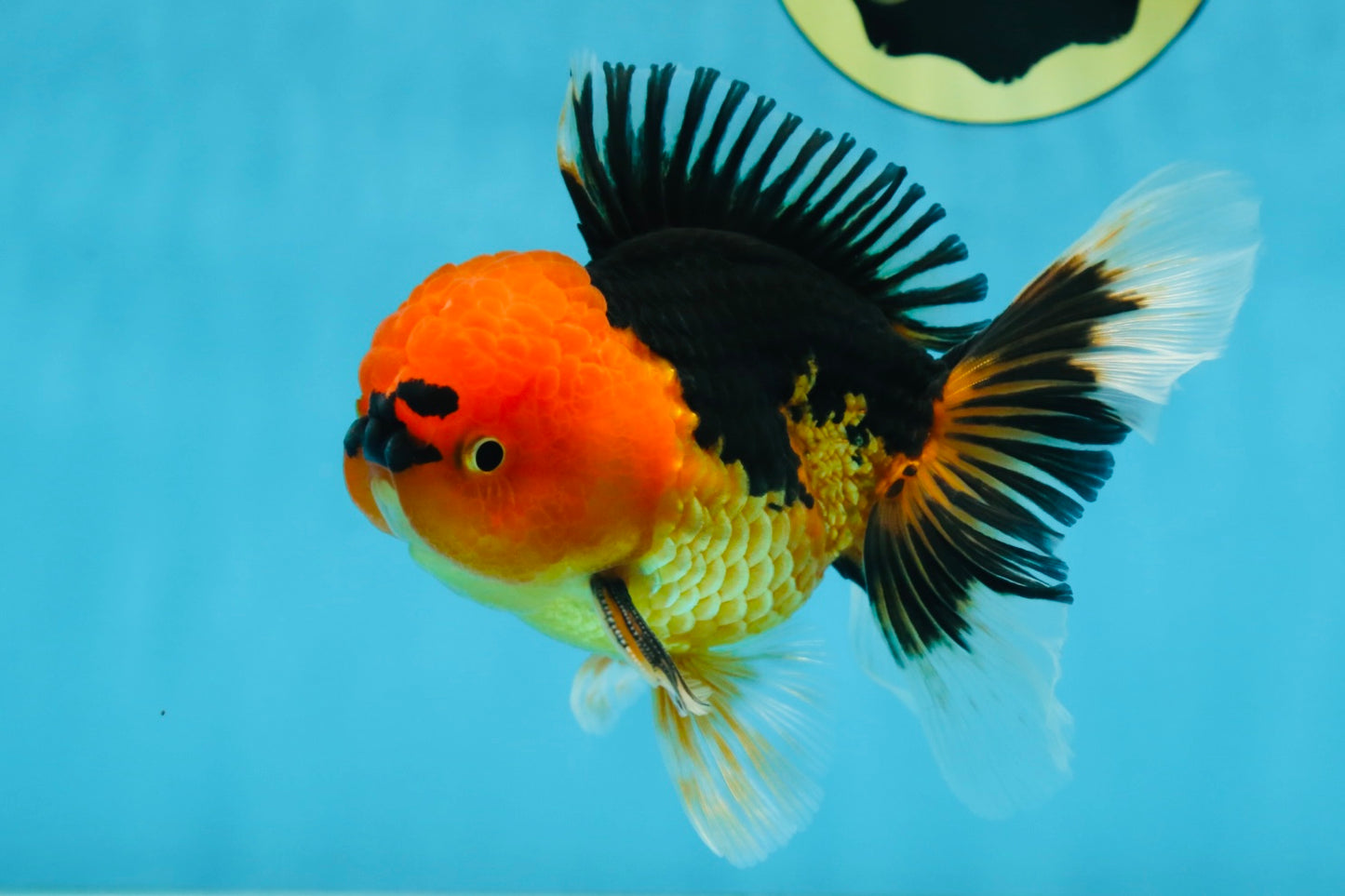 A Grade Super Mario Apache Oranda Male 5-5.5 inches #081525OR_23