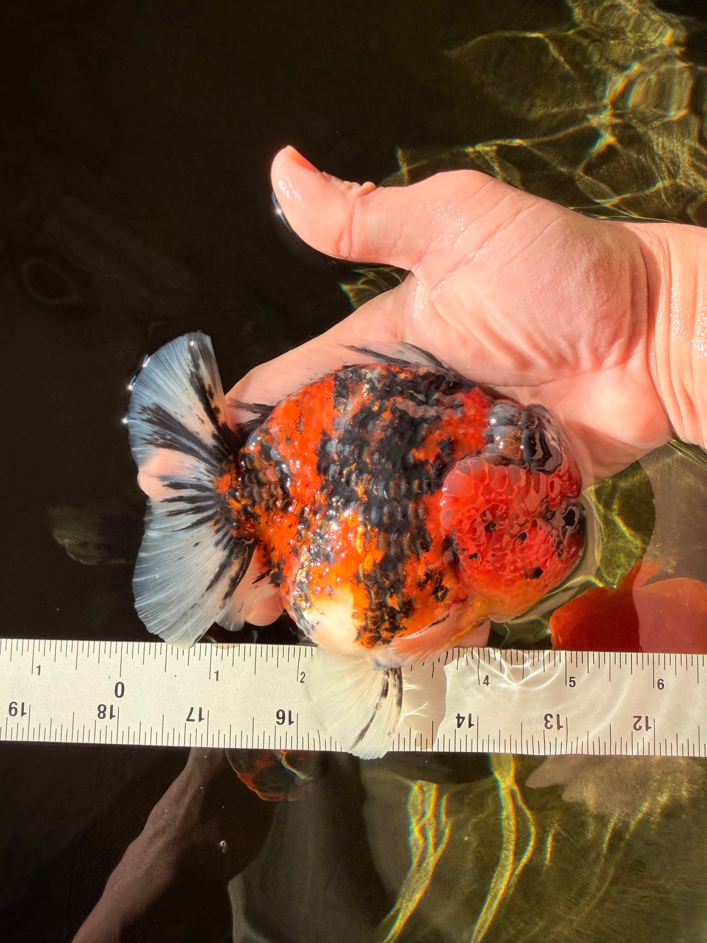 SUPER Special AAA Grade Godzilla Tiger Yuanbao Male 5 inches #022726YB_01