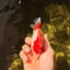 AAA Grade Red White Ryukin Female 4-4.5 inches #032726RK_25