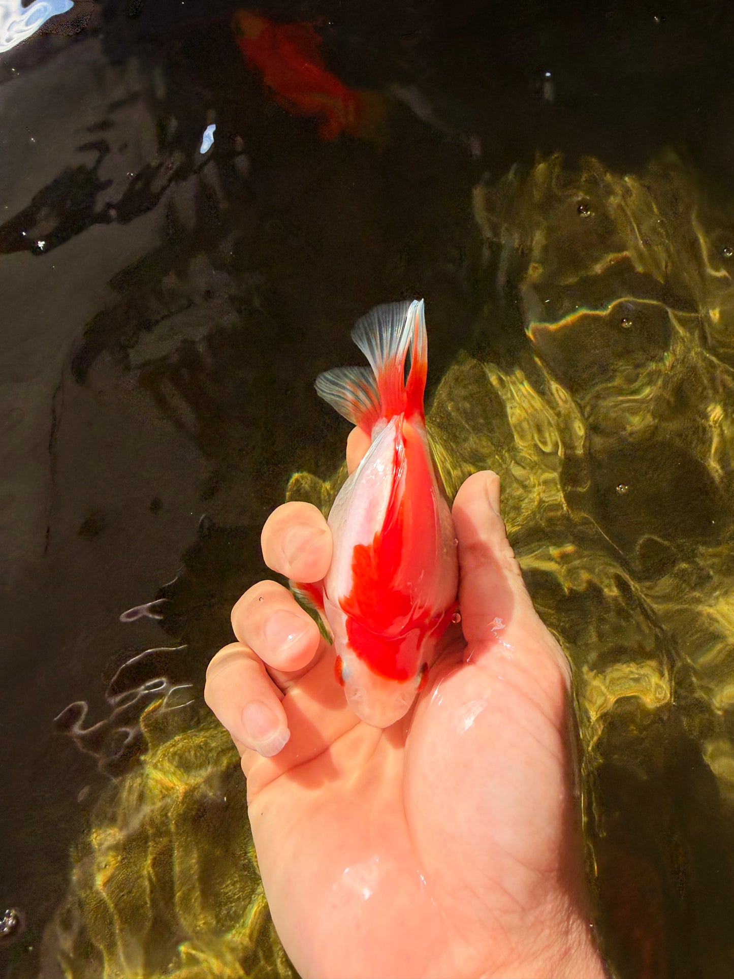 AAA Grade Red White Ryukin Female 4-4.5 inches #032726RK_25