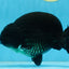 AAA Grade SPECIAL Kingkong Black Ranchu Male 5.5-6 inches #091225RC_03
