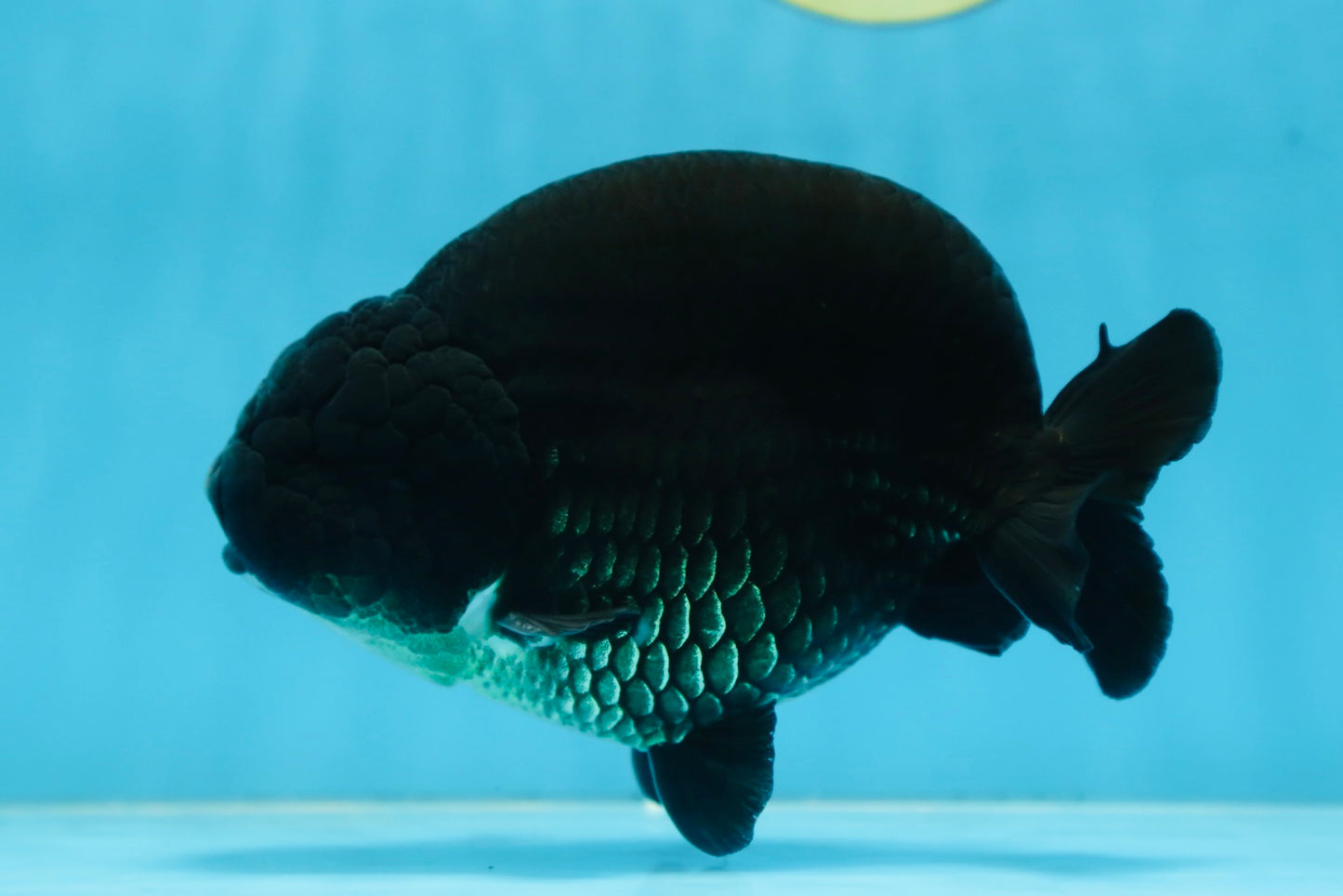 AAA Grade SPECIAL Kingkong Black Ranchu Male 5.5-6 inches #091225RC_03
