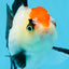 A Grade Tricolor Angry Bird Oranda Female 4.5-5 inches #0726OR_17