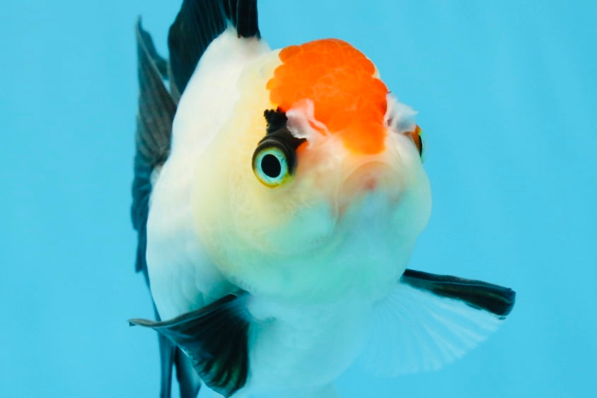 A Grade Tricolor Angry Bird Oranda Female 4.5-5 inches #0726OR_17