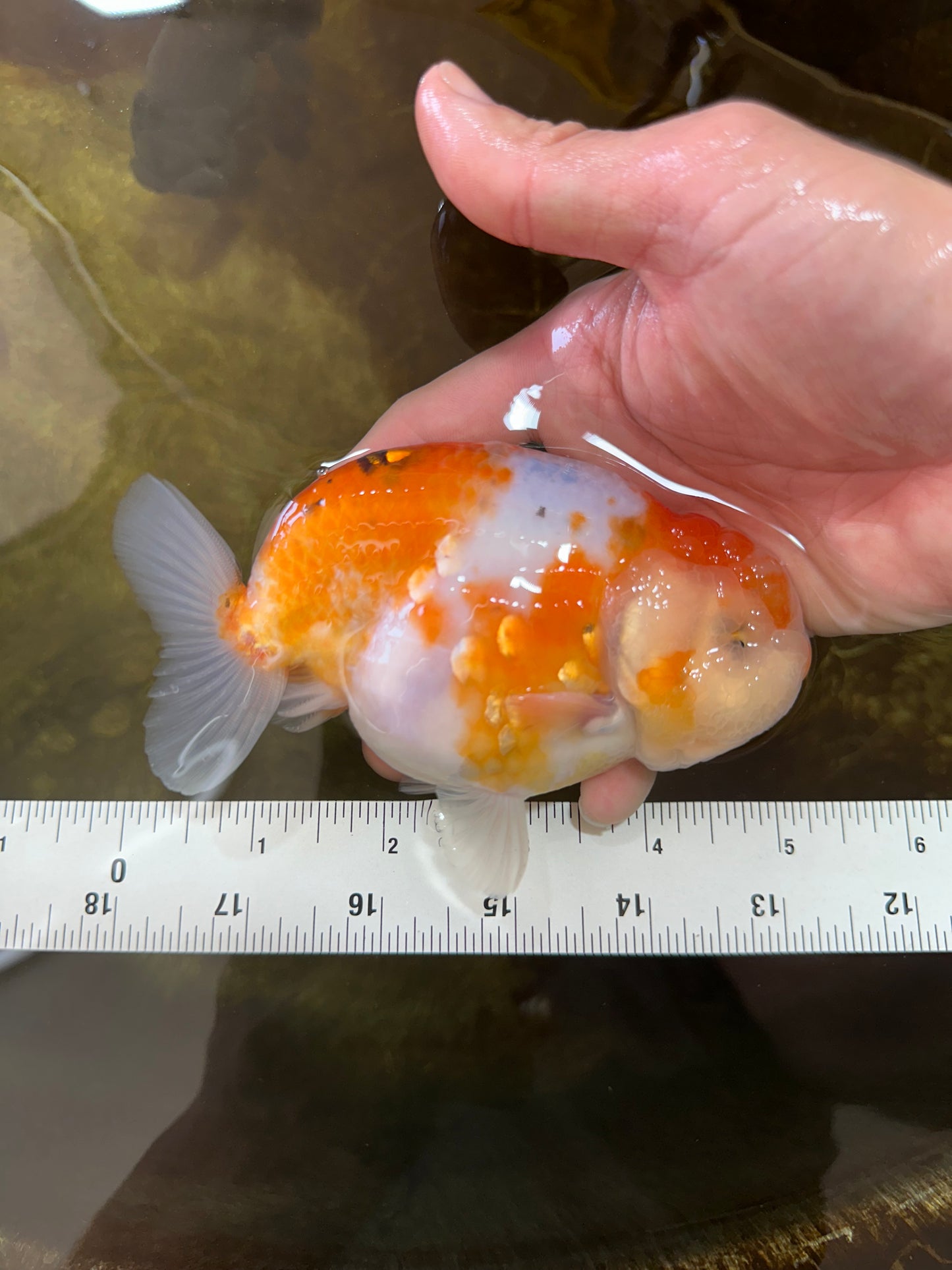 AAA Grade CHUBBY Sakura LionKing 5 inches #062025LC_03