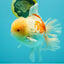 FLUFFY AAA Grade Jumbo Boradtail Red White Oranda Male 8.5 inches #072426OR_02