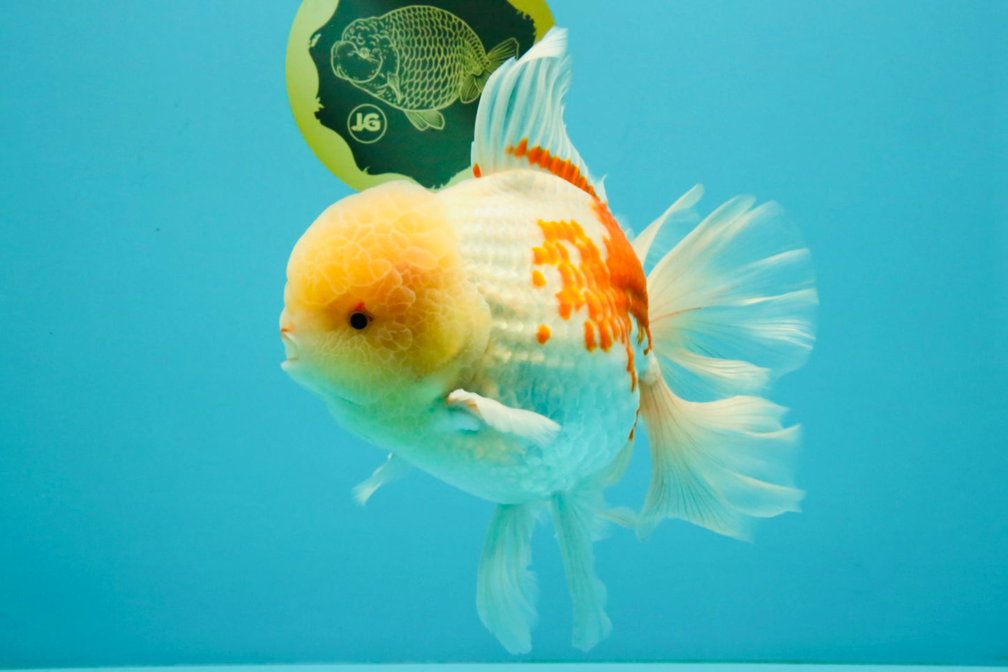FLUFFY AAA Grade Jumbo Boradtail Red White Oranda Male 8.5 inches #072426OR_02