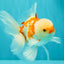 AAA Grade Red White Oranda Male 5.5 inches #062626OR_21