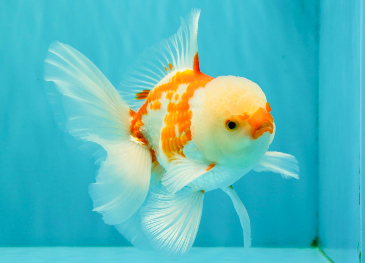 AAA Grade Red White Oranda Male 5.5 inches #062626OR_21