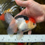 A Grade Tricolor Oranda Male 5 inches #080825OR_01