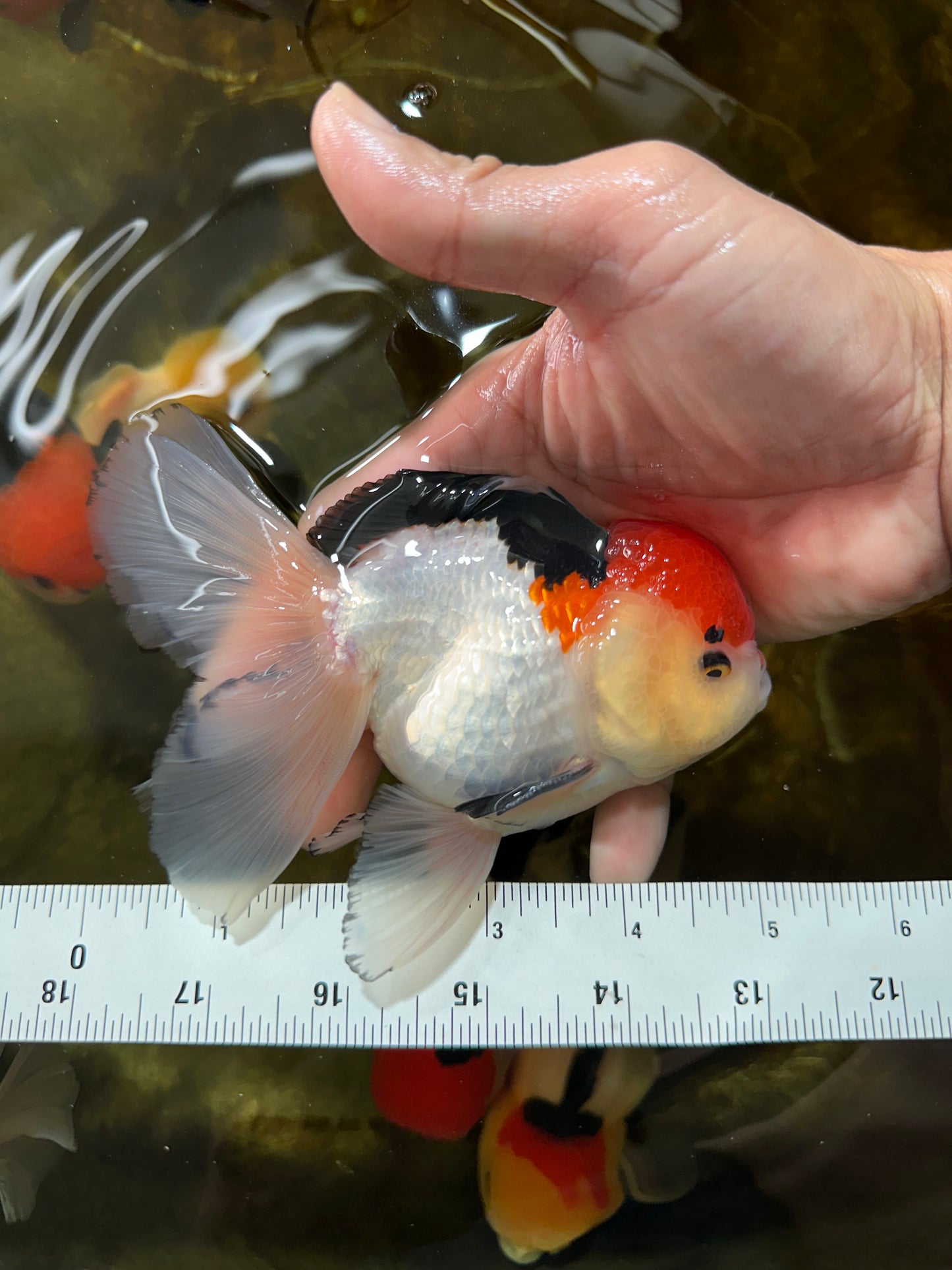A Grade Tricolor Oranda Male 5 inches #080825OR_01