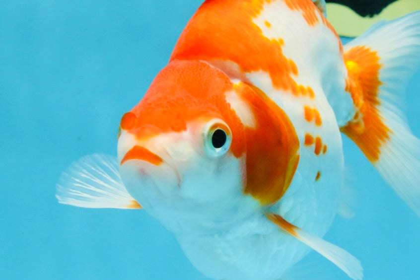 A Grade Red White Ryukin Female 5.5-6 inches #111425RK_06