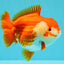 CHONKY AAA Grade Red White Yuanbao Female 6-6.5 inches #032026YB_25