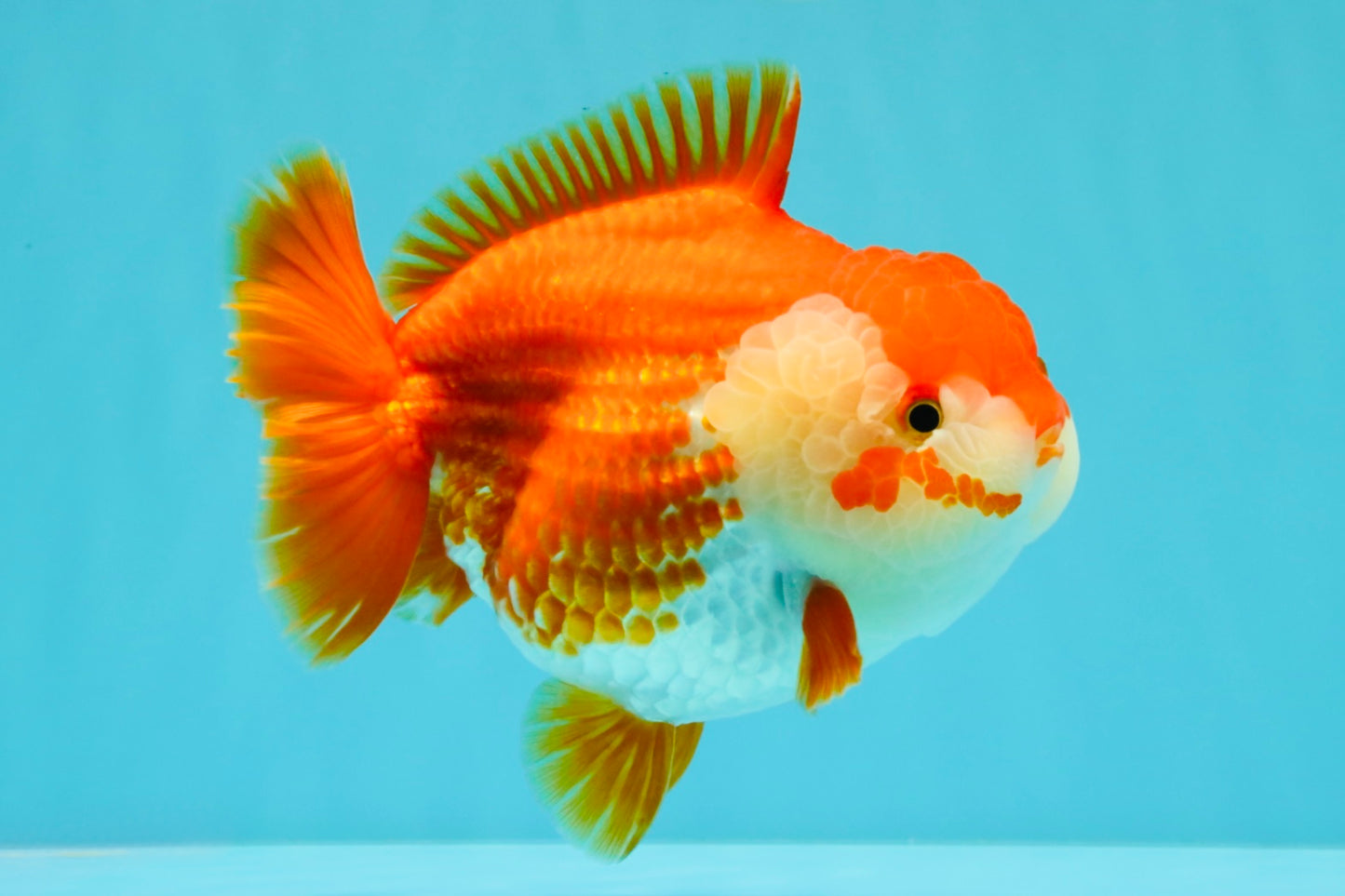 CHONKY AAA Grade Red White Yuanbao Female 6-6.5 inches #032026YB_25