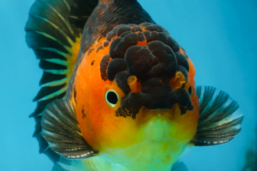 A Grade SUPER CUTE Apache Yuanbao Male 5 inches #091925YB_17