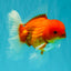 AAA Grade Red White Oranda Male 5.5-6 inches #072426OR_08